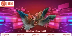 Đá gà cựa dao